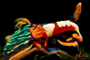 Variable neon slug with Emperor shrimp, Puerto Galera, Th... by Filip Staes 